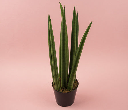 Sansevieria