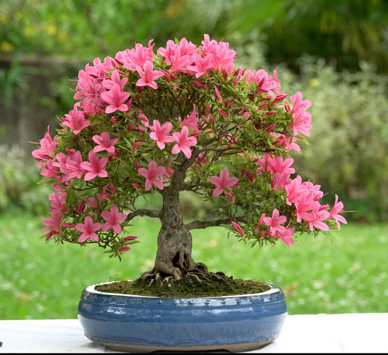 Bonsai