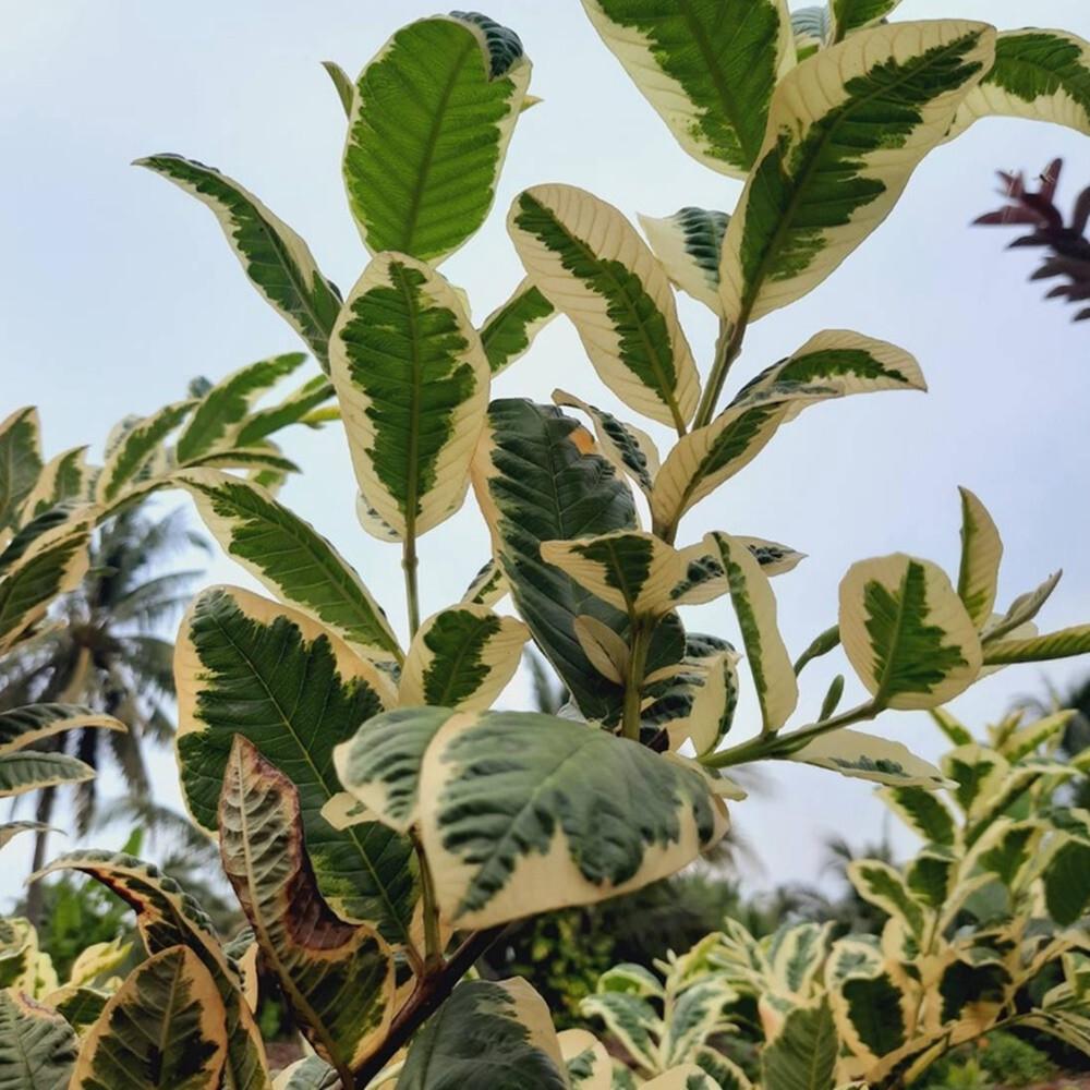 Variegated Guava (Psidium guajava) - - Pokok Jambu Batu Variegated - वरिगेटेड अमरूद Variegated Guava – Exquisite Foliage, Edible Fruit, Dual-Purpose Plant, Rare Tropical Beauty, Easy to Grow LIVE PLANT