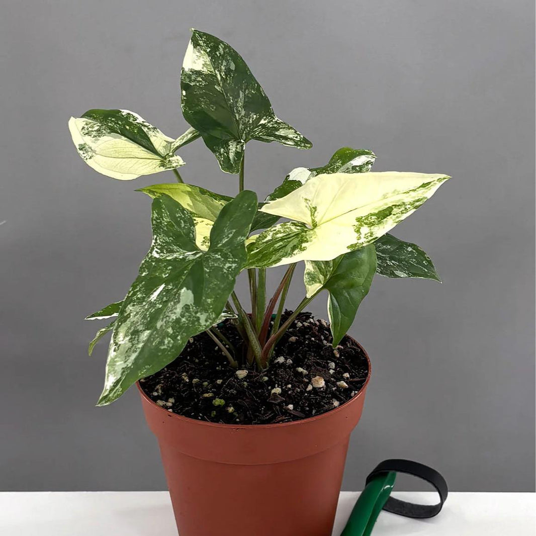Syngonium White Variegated - - Pokok Syngonium Variegated Putih - सिंगोनियम व्हाइट वैरिगेटेड पौधा Syngonium White Variegated – Elegant Arrowhead Leaves, Creamy White Foliage Pattern, Fast-Growing Indoor Climber, LIVE TROPICAL PLANT
