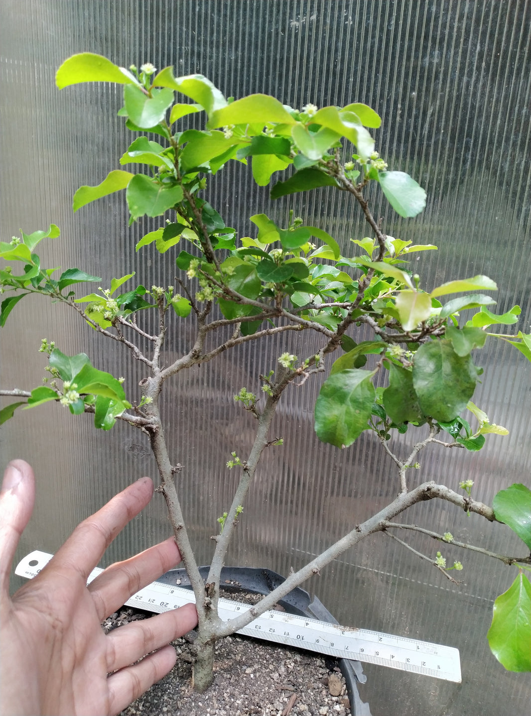 Japanese Cherry