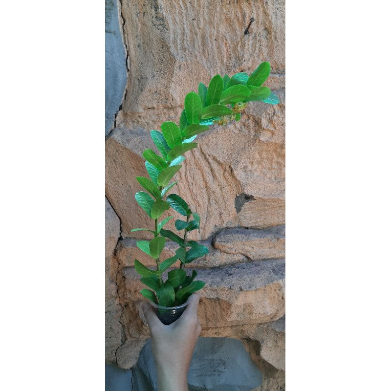 Hoya cumingiana