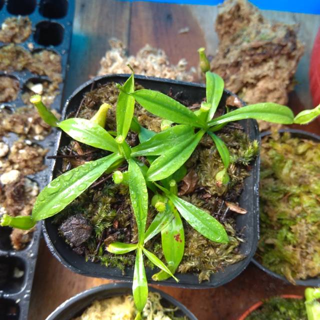 Nepenthes gracilis hybrid
