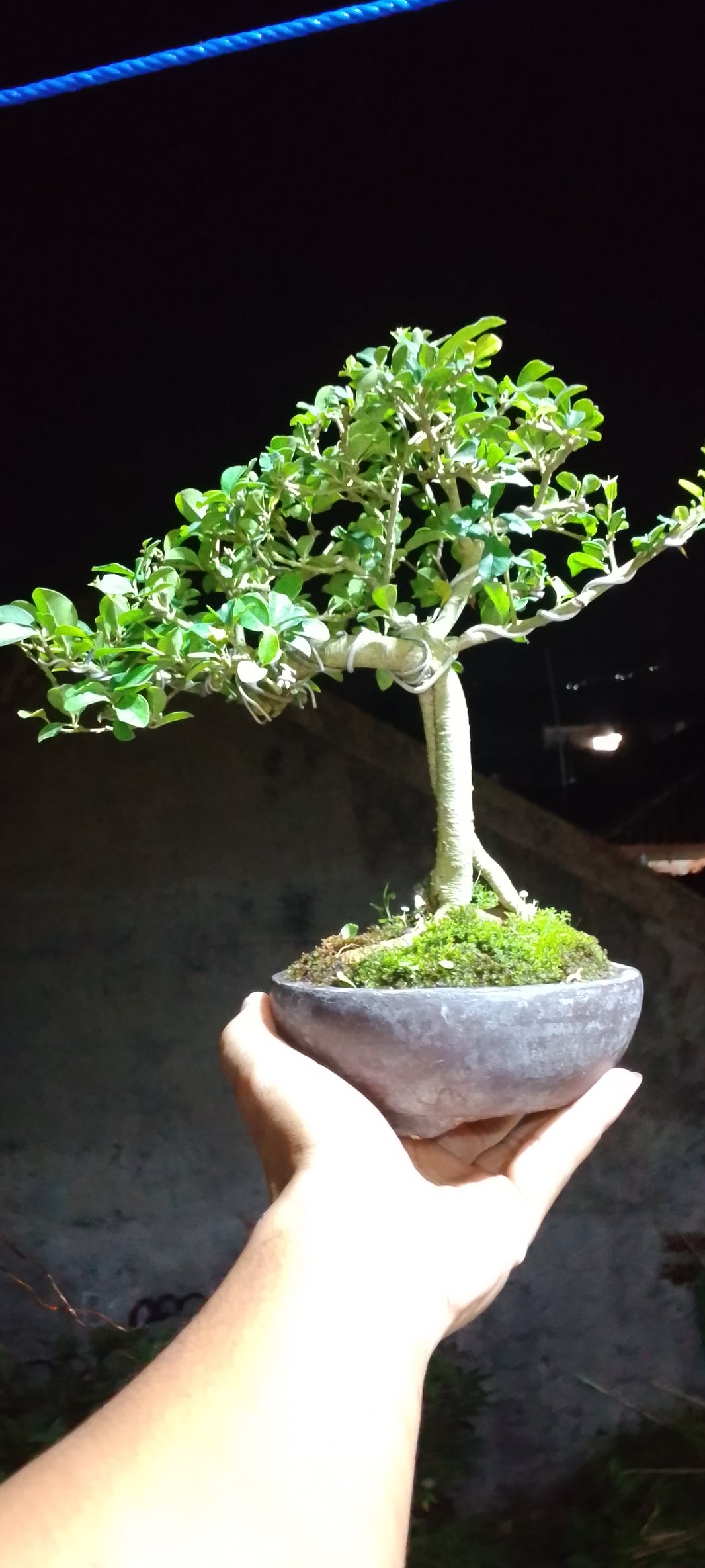Bonsai cudrania sinensis Risman Arisandi