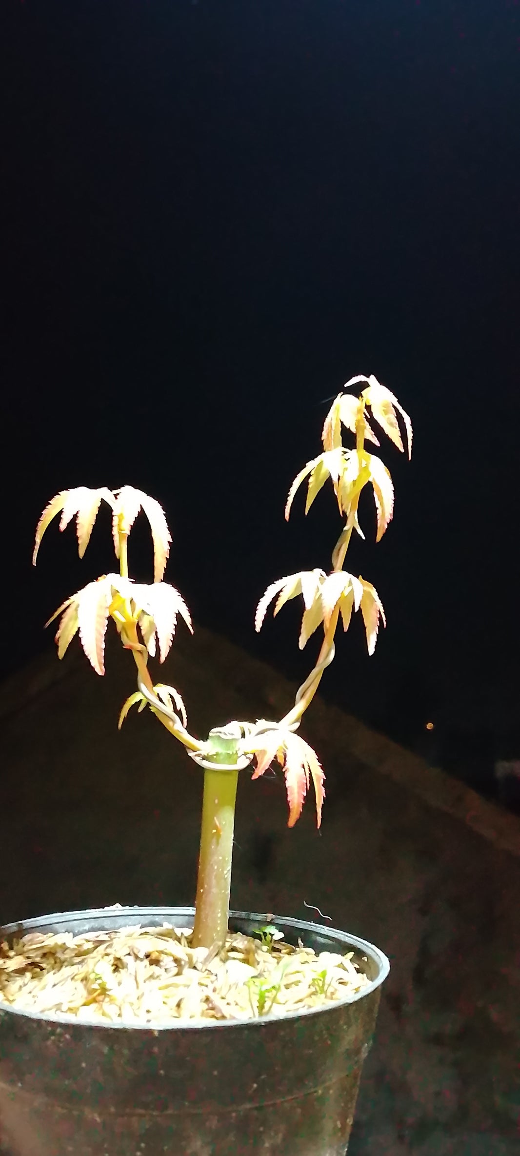 Japanese maple (Risman Arisandi)