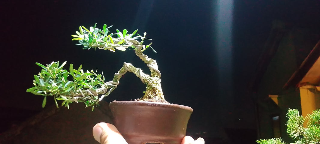 Bonsai buxus Risman Arisandi