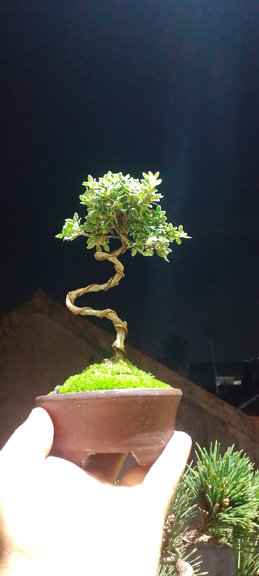 Bonsai serissa foetidia var Risman Arisandi
