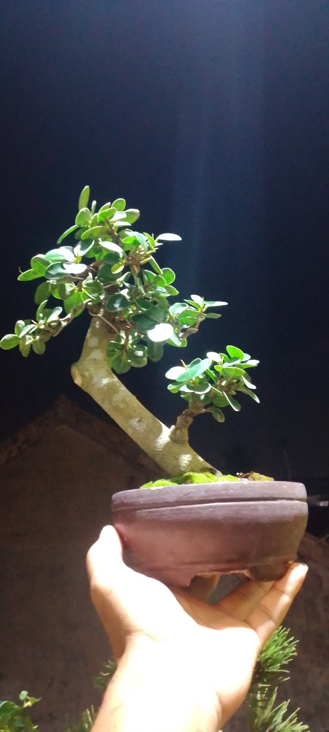 Bonsai ficus microcarpa Risman Arisandi