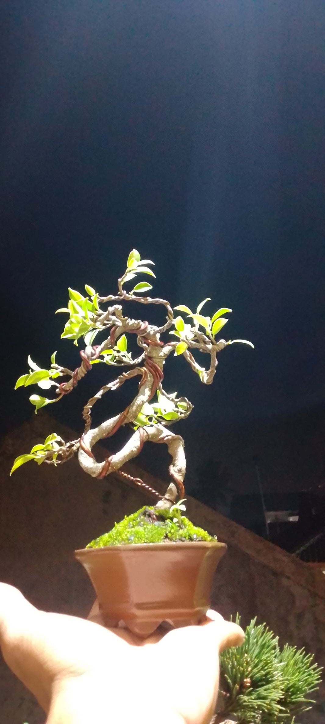 Bonsai kimeng microcarpa Risman Arisandi