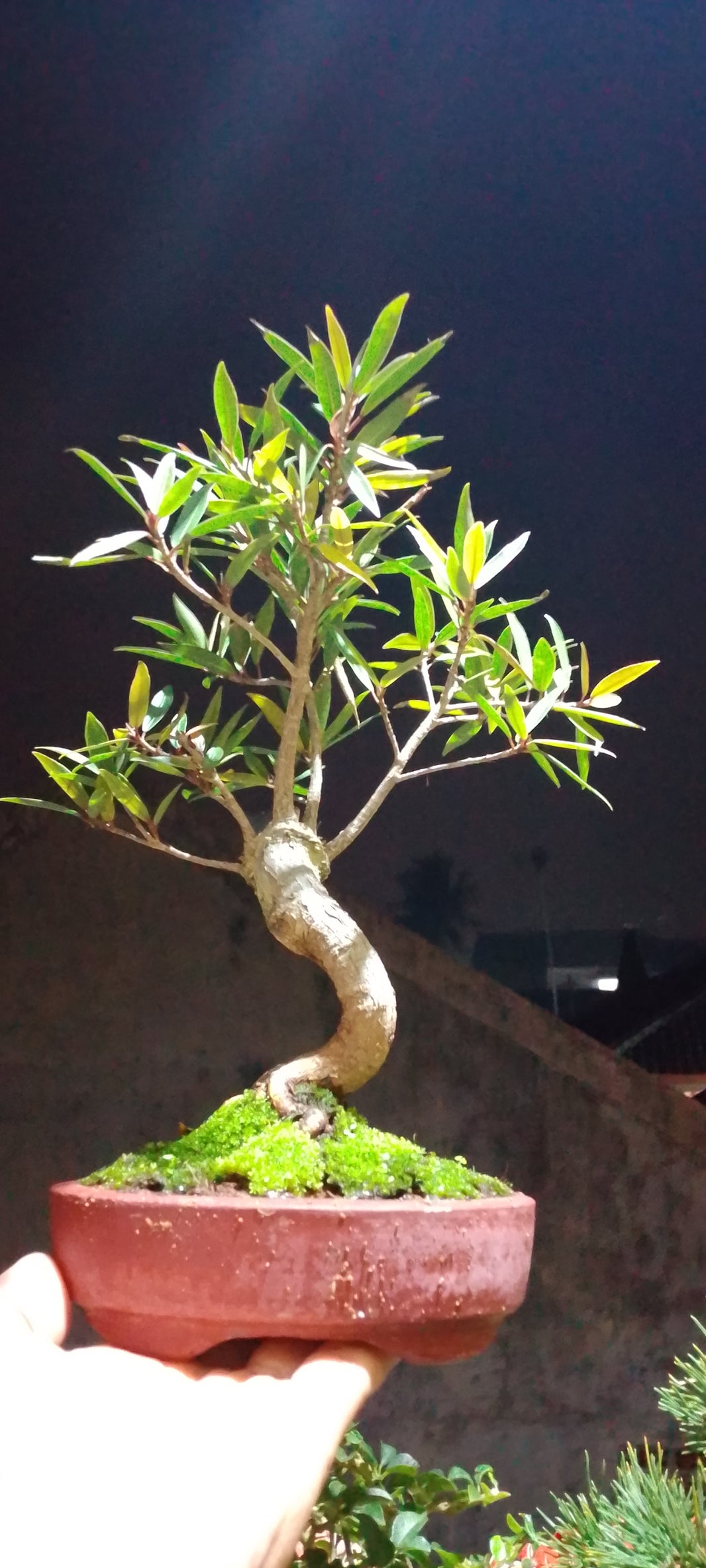 Bonsai ficus nerifolia (Risman)