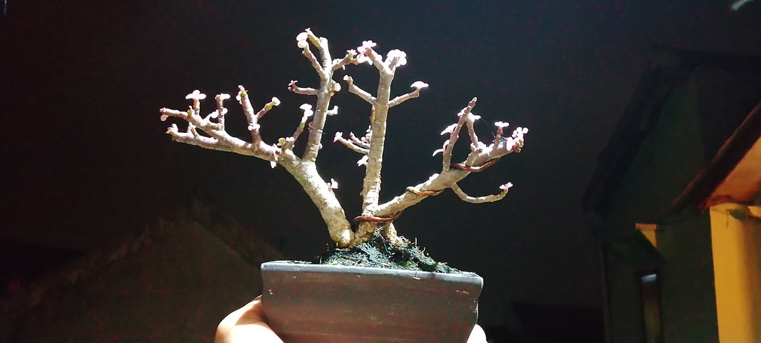 Bonsai portulacaria Afra