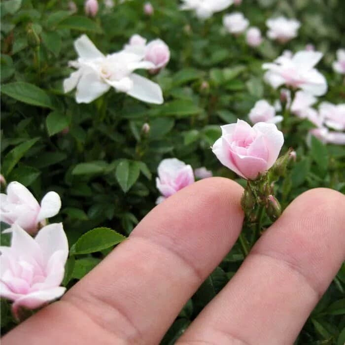 Cultivating Miniature Roses Flowers in the Tropical Climate A Guide to Petite Beauty and Abundant Blooms