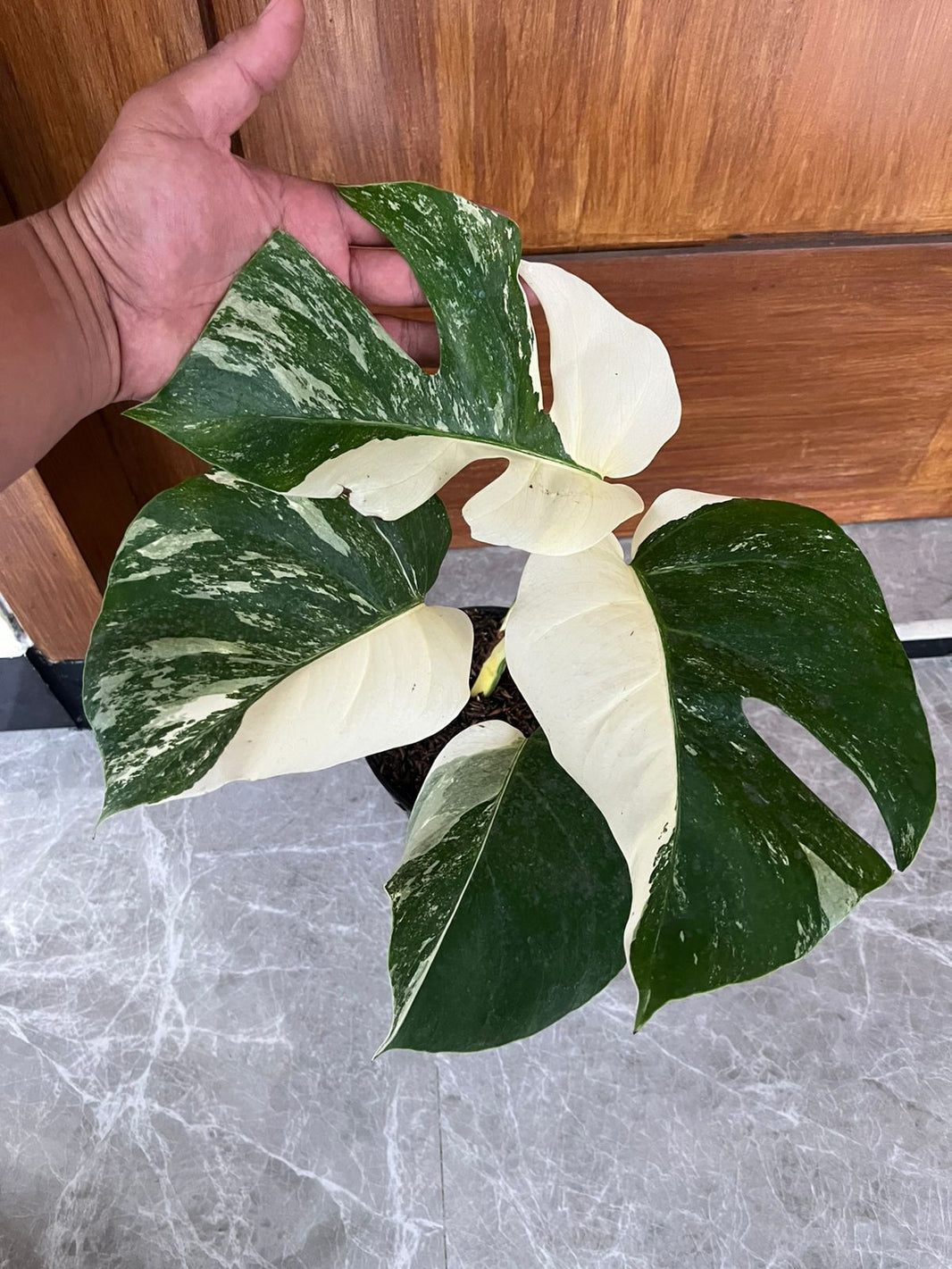 Monstera albo Reserved 0205