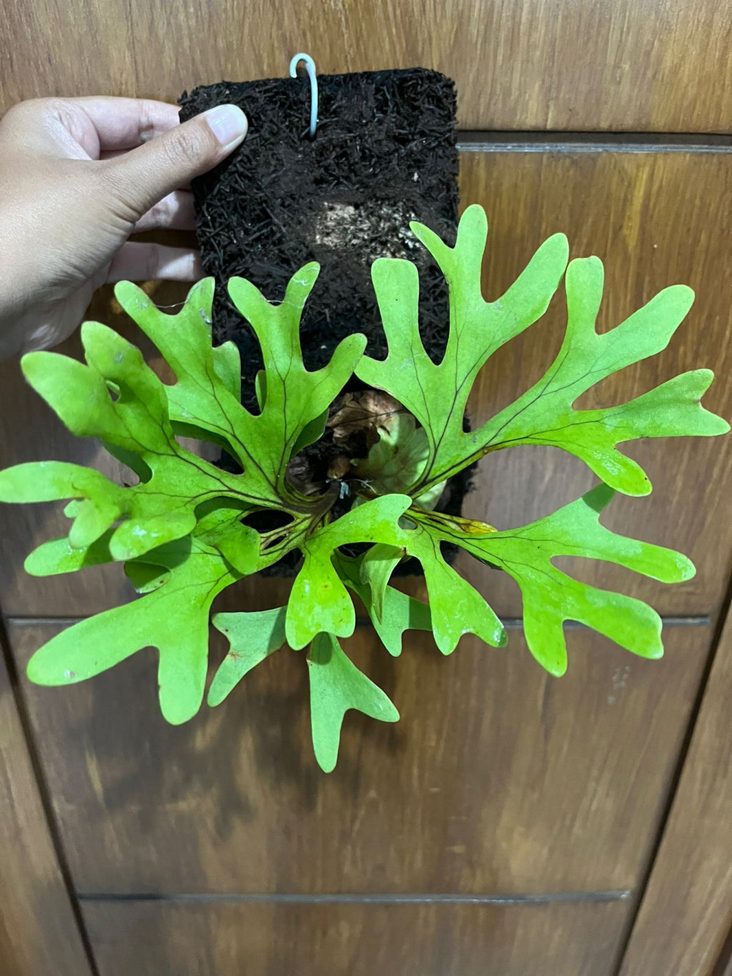 Platycerium Ridleyi, 2 plant papermint Reserved