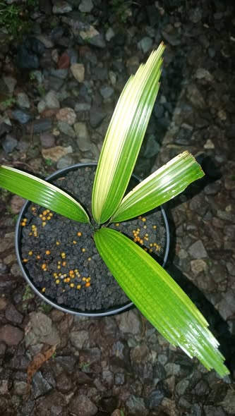Licuala Grandis Variegated (8 Inch Pot) by DzulFaqaar