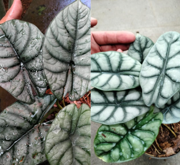 Alocasia dragon moon Alocasia dragon silver Reserved