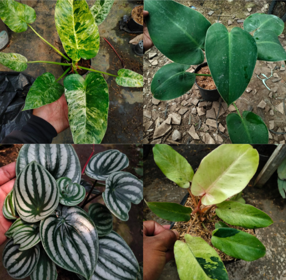 Philodendron Giganteum Blizzard, Paperomia Water Melon, Philodendron Rugosum, Philodendron junggle viver RESERVED