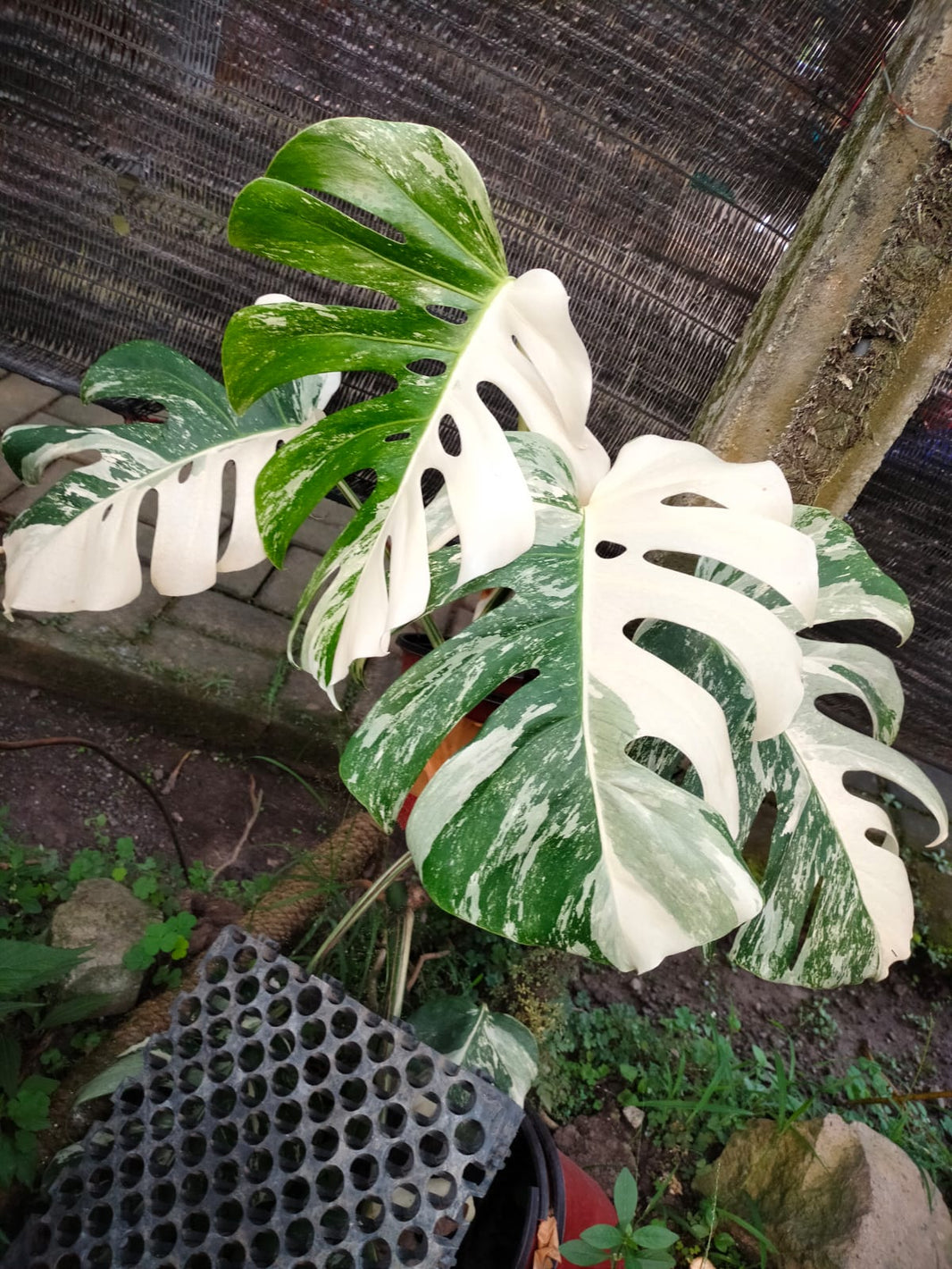 Monstera albo Reserved 1805-01