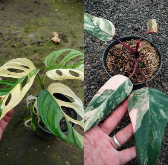 Monstera Adansonii mint Philodendron strawberry shake Reserved