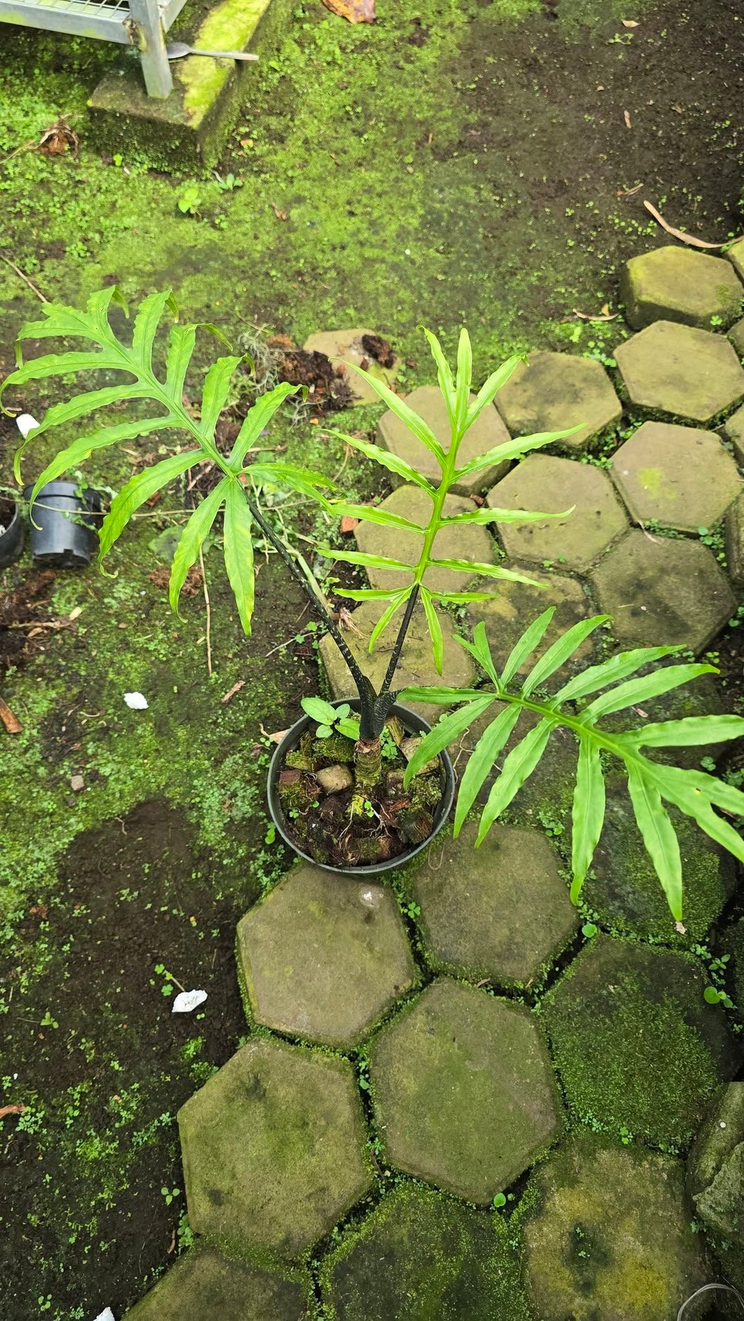 Alocasia Brancifolia Papua by Gus Benk