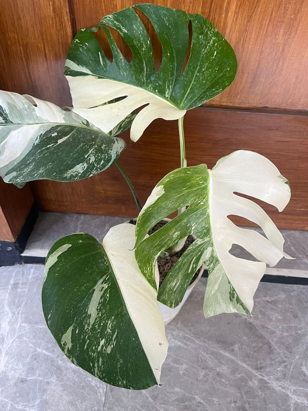 Monstera albo - Reserved 2605-01