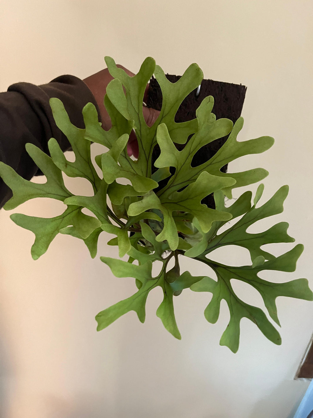 Platycerium Ridleyi - Reserved 2605-02