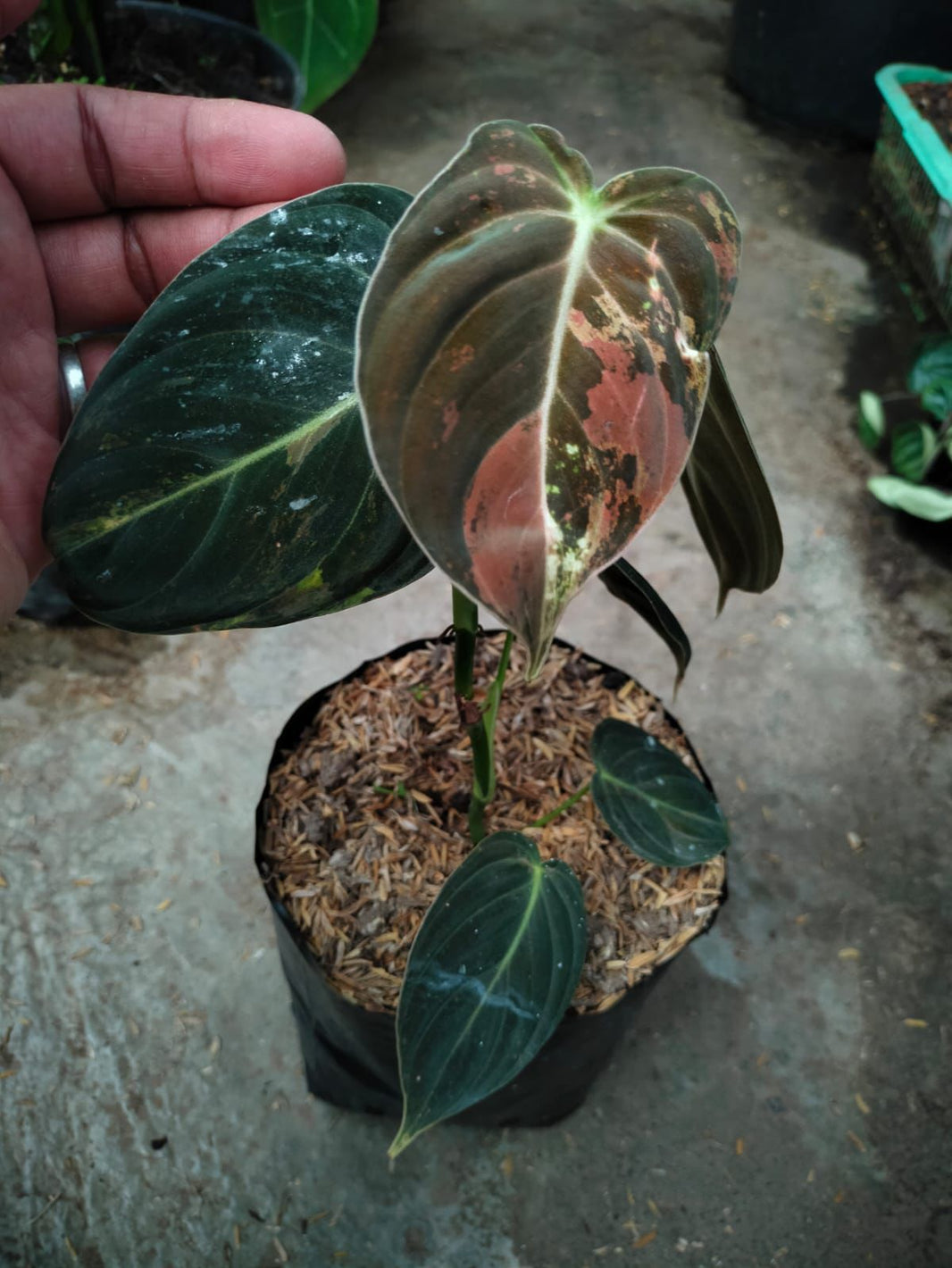 Philodendron melanocrysum varigated - Reserved - 2905-01