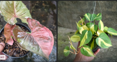 Syngonium strobery ice, Philodendron hederaceum - Reserved - 2905-02