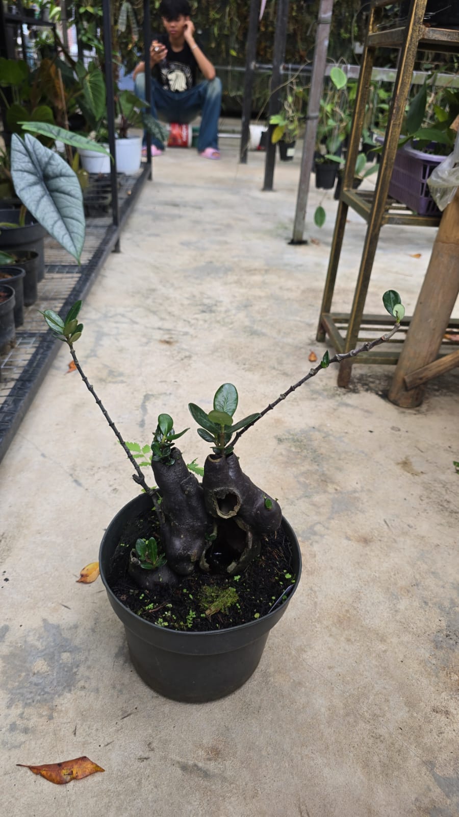 Rare Hydnophytum Formicarum Ant Nest Plant by Gus Benk