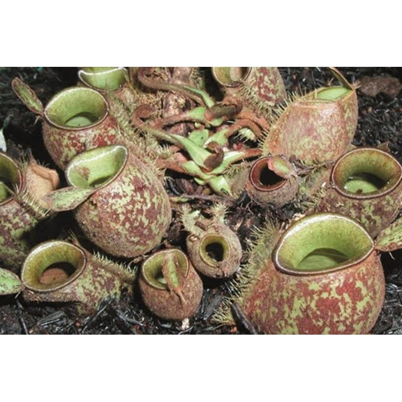 Nepenthes ampullaria