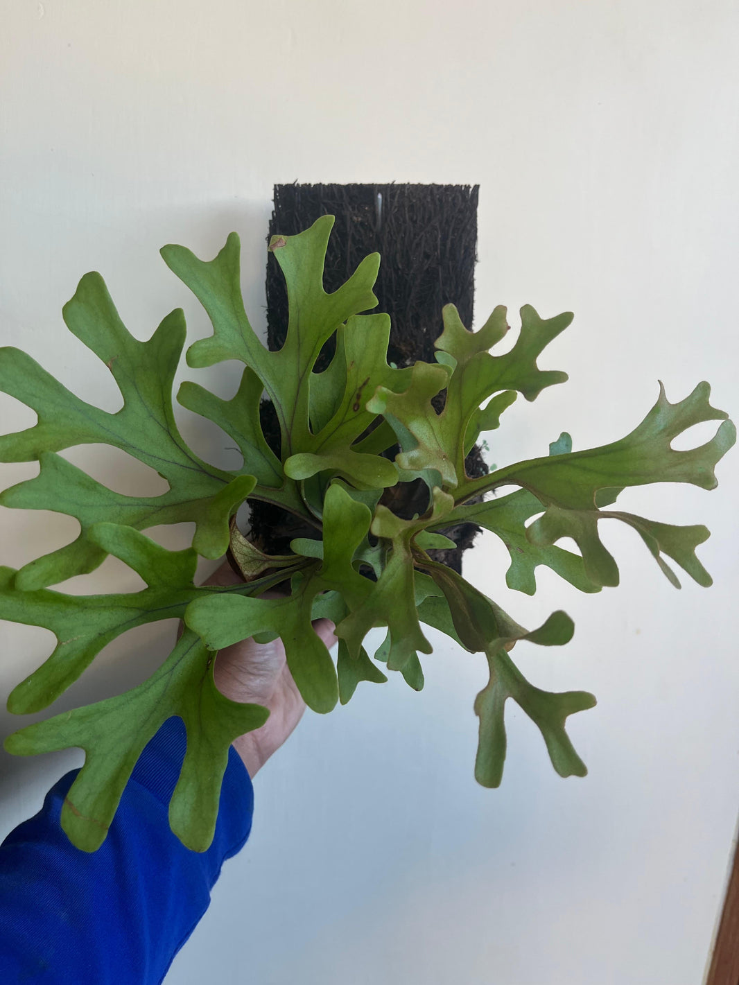 Platycerium Ridleyi - Reserved - 0506-01