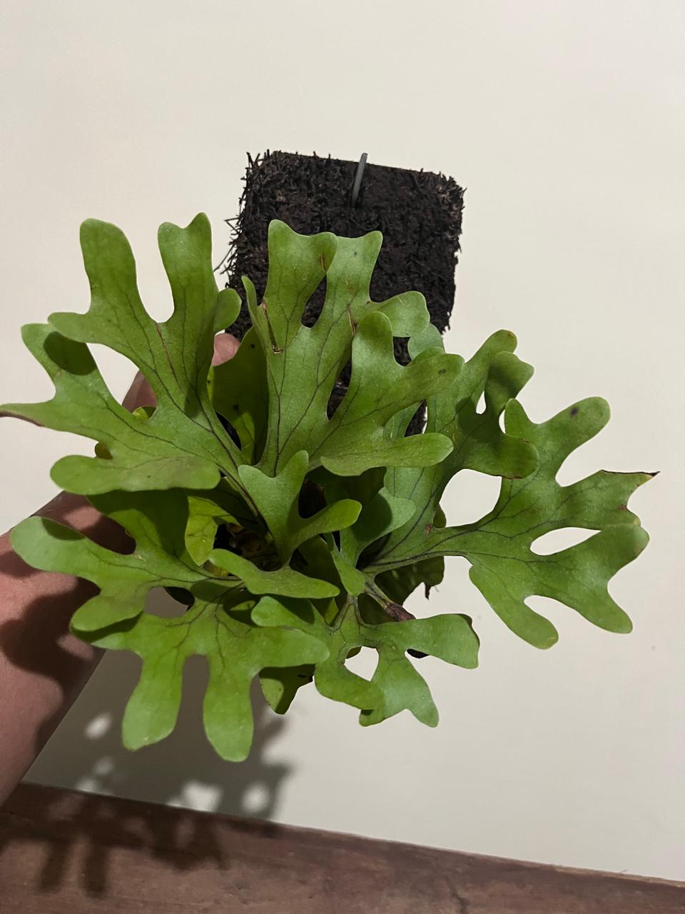 Platycerium Ridleyi - Reserved - 0605-02
