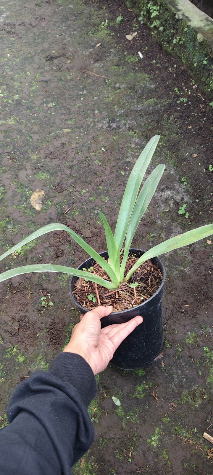 Paphiopedilum intaniae by Zamzam