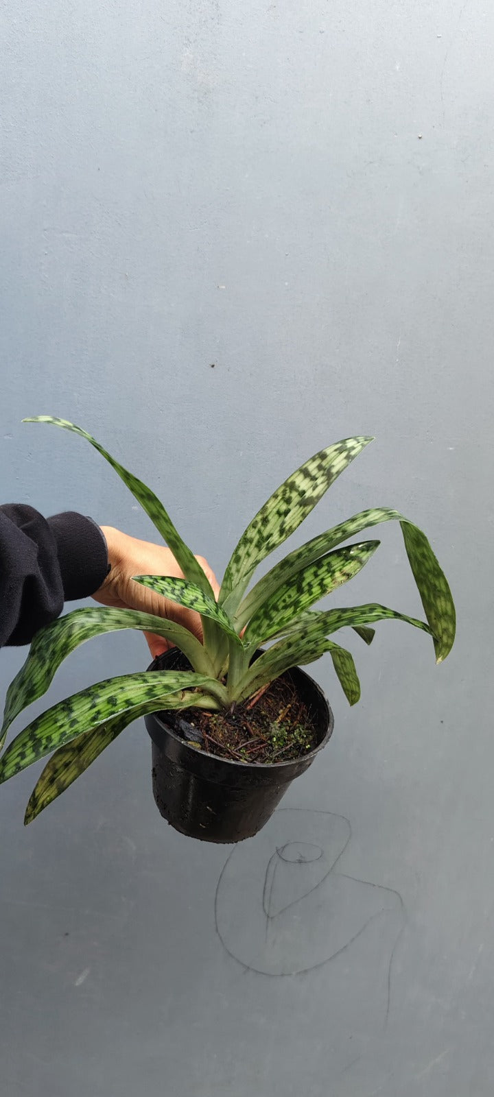 Paphiopedilum bungebelangi by Zamzam