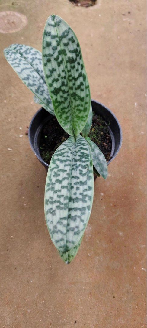 Paphiopedilum sangii by ZamZam Plant
