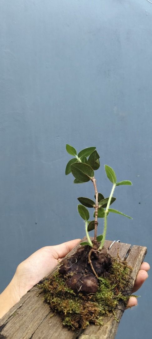 Hydnophytum formicarum by zamzam