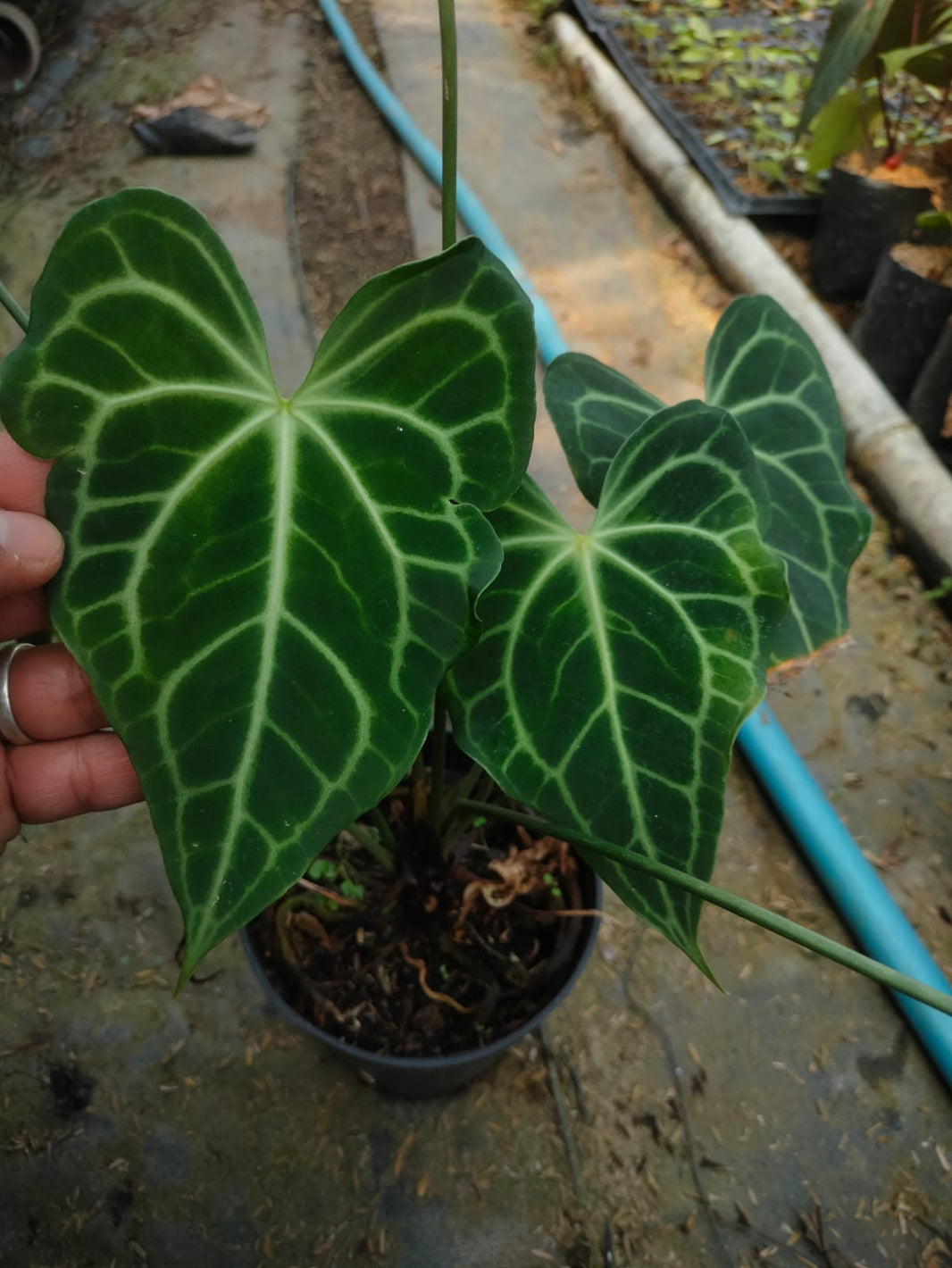 Anthurium Clarinervium x peterodctyl, Anthurium Clarinervium x delta force Reserved-1006