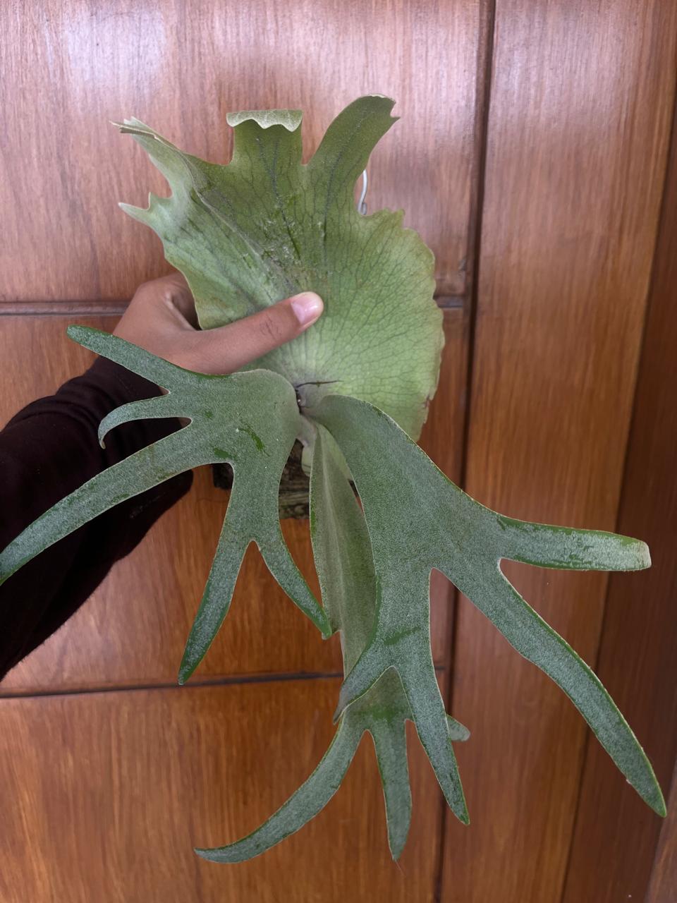 Platycerium willinky, Platycerium Ridleyi Reserved 1206-02
