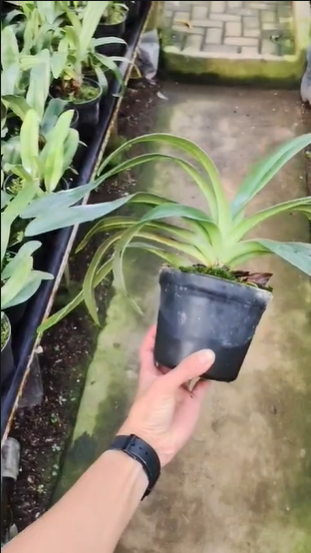 Paphiopedilum supardii by Zamzam