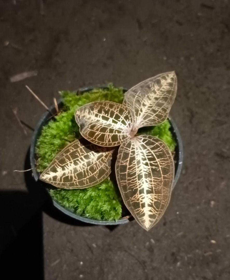 Rare Macodes Limii by GusBenk