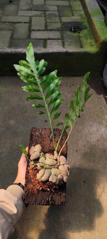 Lecanopteris crustacea by ZamZam Plant