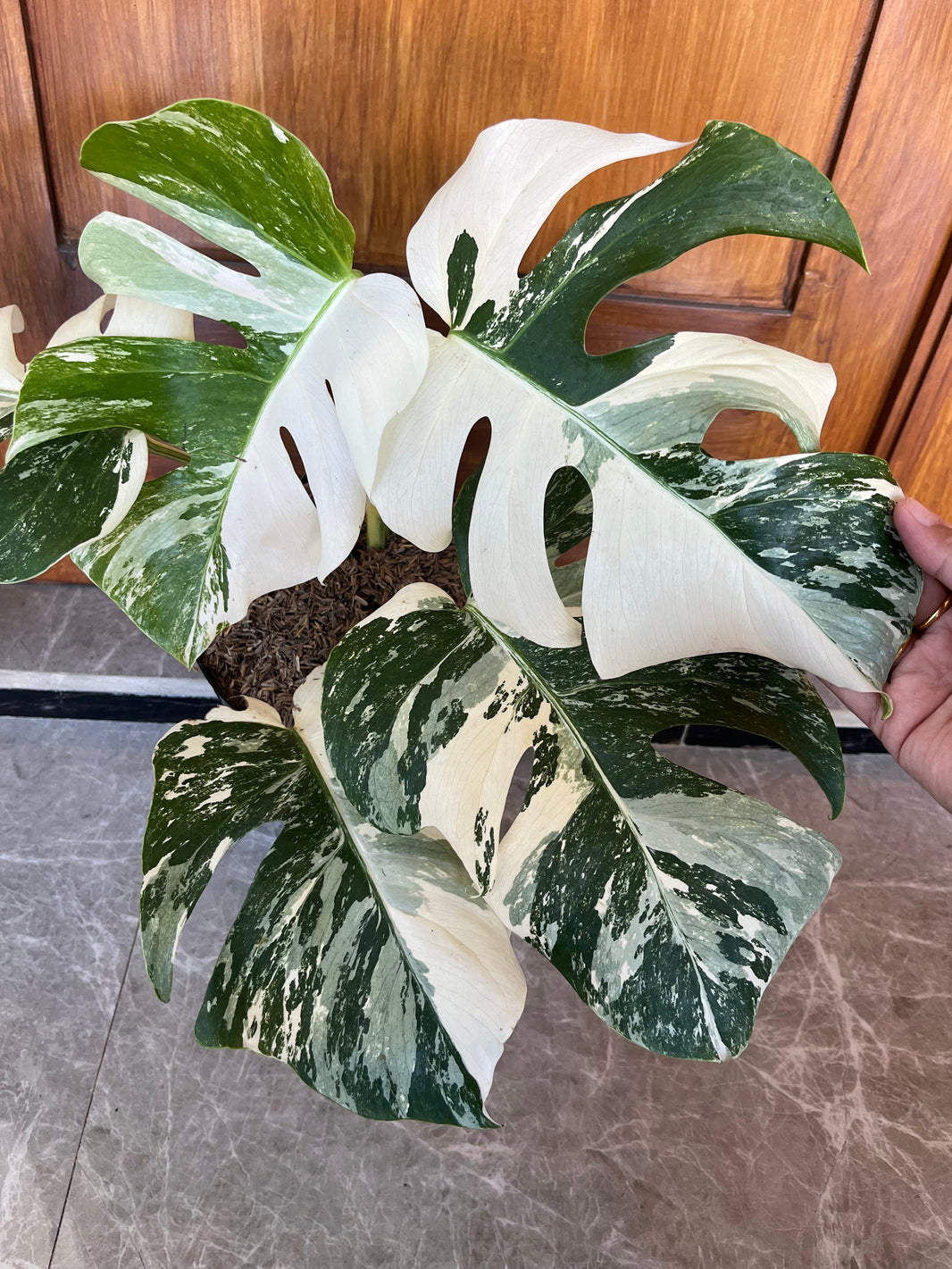 Monstera albo Reserved 2006-01