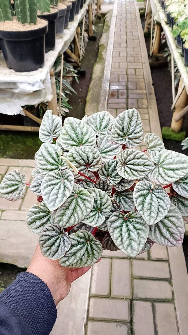 Beautiful Peperomia Caperata Red Indoor Plant by Andika