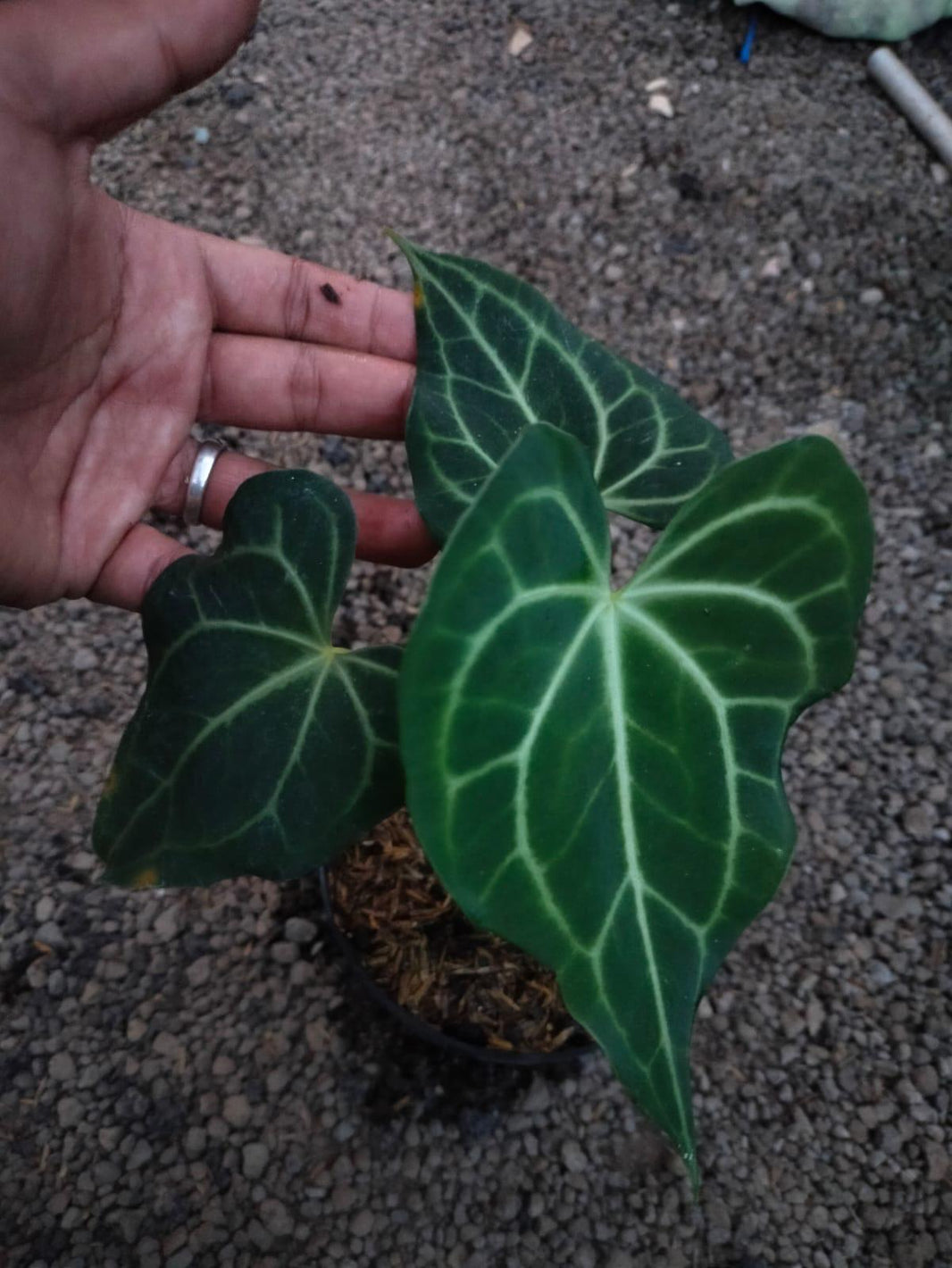 Anthurium 3 Pcs Reserved