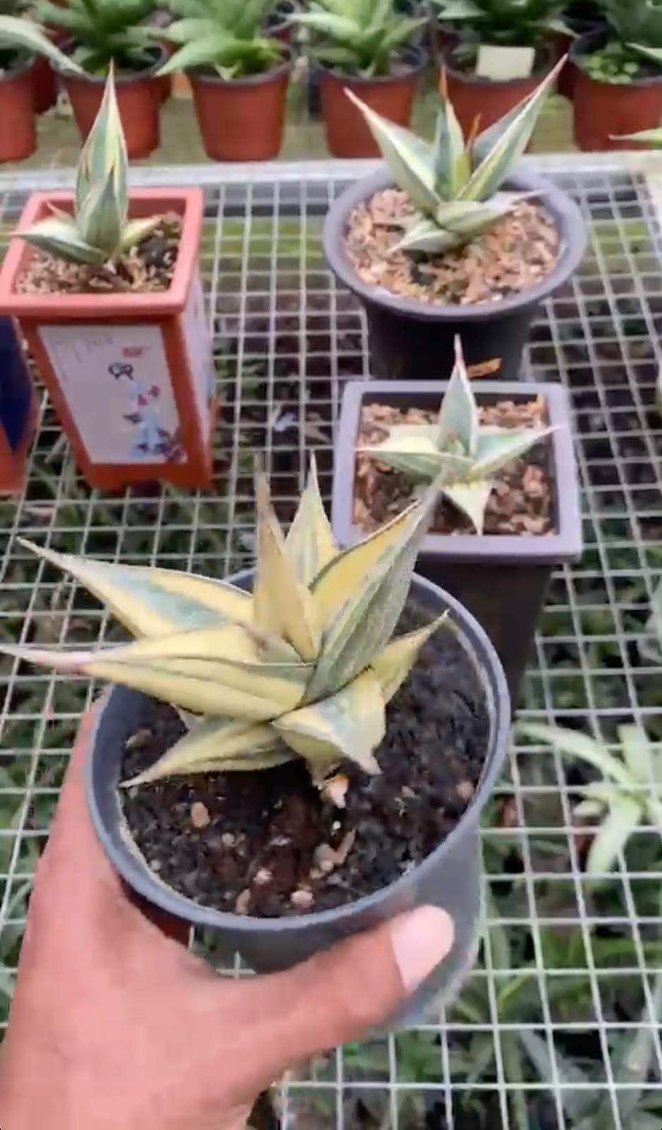 Sansevieria pinguicula variegated by andika reserved