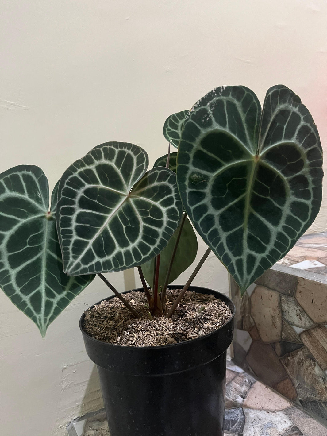 Anthurium queen Clarinervium -Anthurium papilillaminum Reserved 3006-02