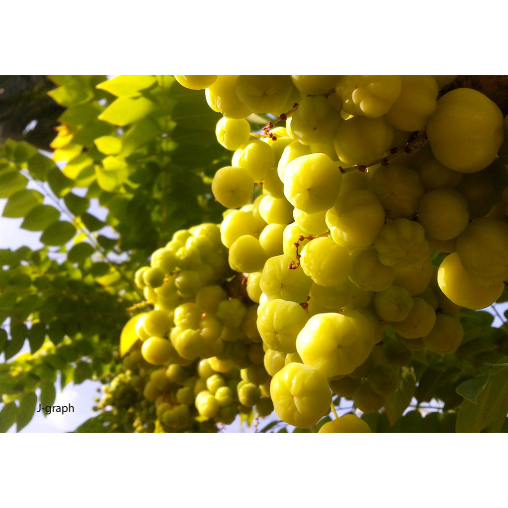 Sindo - Tropical Delights Cicca Acida - Embrace the Exotic Beauty of Otaheite Gooseberry