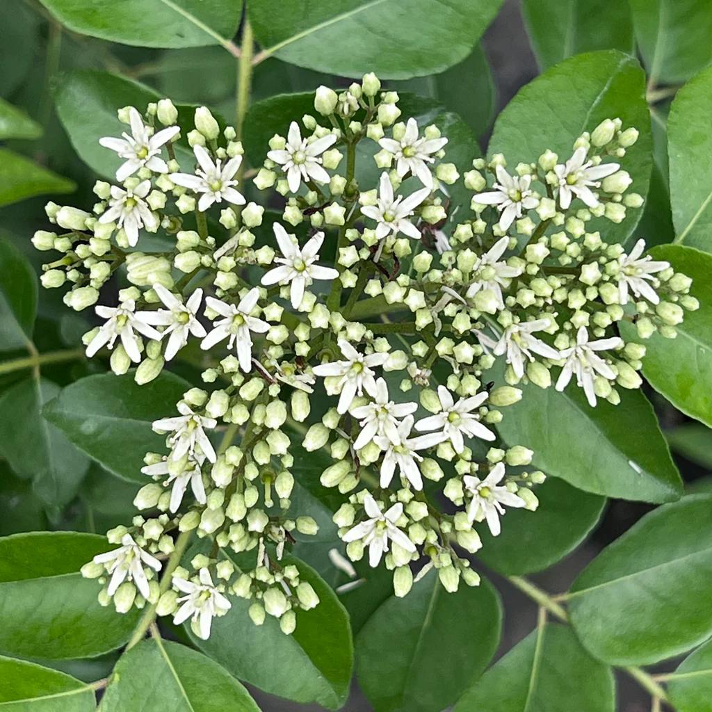Curry Leaves (Murraya koenigii) - - Pokok Daun Kari - करी पत्ता पौधा Curry Leaf Plant – Aromatic Herb, Culinary Essential, Fast Growing, Tropical Garden, Edible Leaf LIVE PLANT