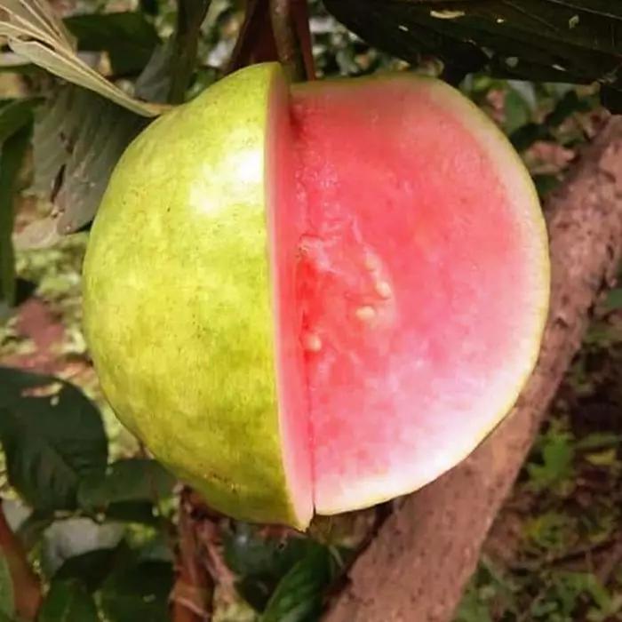 Crunchy Guava (Psidium guajava) - - Pokok Jambu Batu Rangup - कुरकुरी अमरूद Crunchy Guava – Sweet & Crispy, Grafted Tree, Fast Fruiting, Tropical Favorite, Easy Edible Plant LIVE PLANT