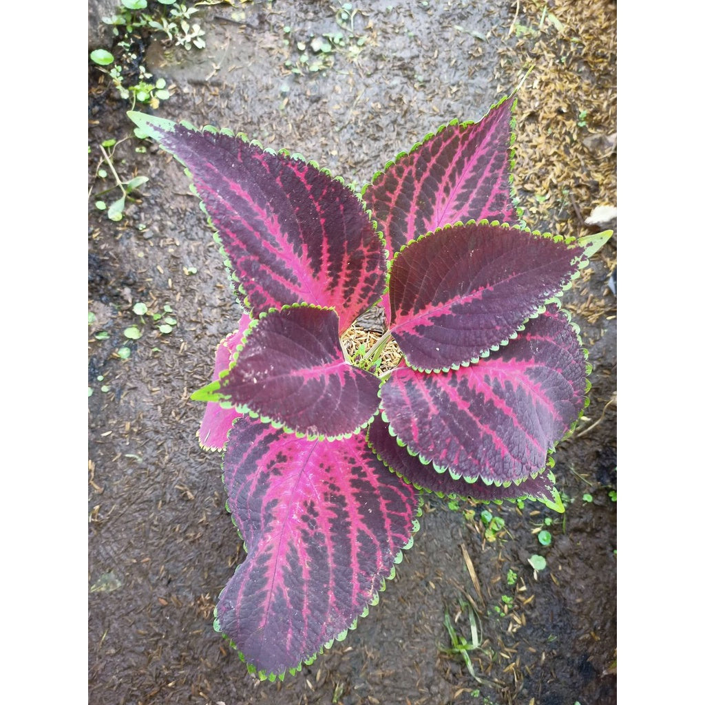Sindo - Coleus Live Plant IGB1DSRZ9T